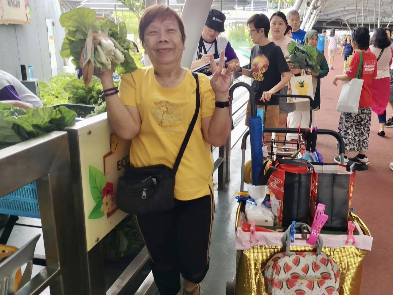 A variety of fresh, pesticide-free vegetables harvested from the garden