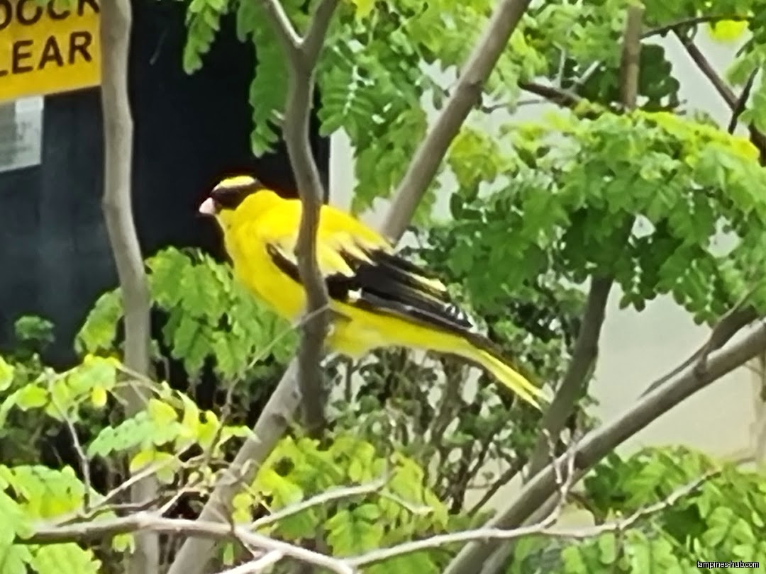 A yellow bird with black markings sits on a tree branch.
